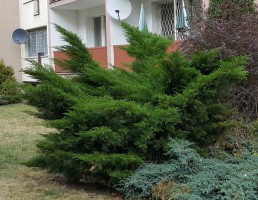 Без стрижки.