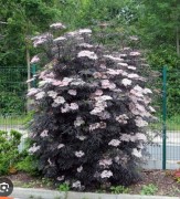 Бузина черная