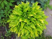 Lemon Lime