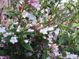 Вейгела цветущая