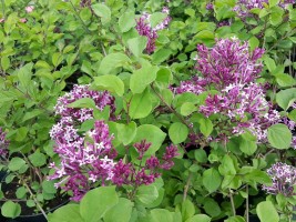 Сирень Мейера