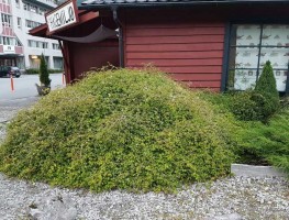 Стефанандра надрезаннолистная