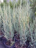 Можжевельник скальный