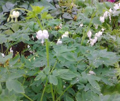 Дицентра великолепная