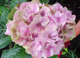 Candy Heart Saxon