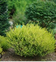 Береза карликовая