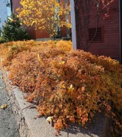 Осенью в бордюре.