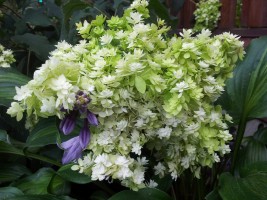 Гортензия древовидная