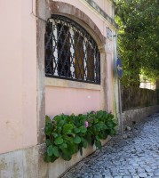 Бадан толстолистный