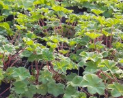 Манжетка красночерешковая