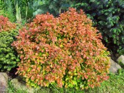 Барбарис Тунберга