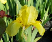 Ирис карликовый