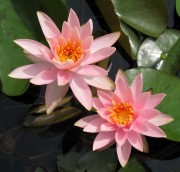 Roze Arey