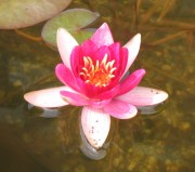Pugmaea Rubra