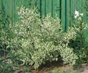 Дерен белый