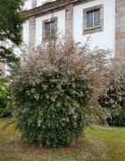 Кольквиция прелестная