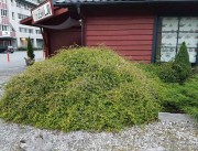 Стефанандра надрезаннолистная