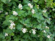 Стефанандра надрезаннолистная