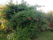 Кампсис