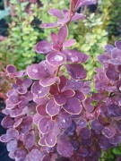 Барбарис Тунберга