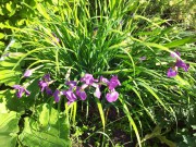 Ирис сибирский