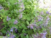 Котовник Фассена