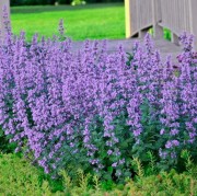 Котовник Фассена