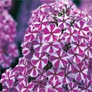 Флокс метельчатый 