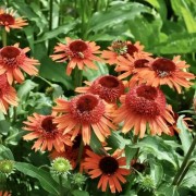 Эхинацея