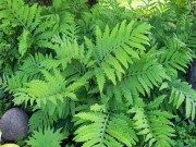 Папоротник оноклея 