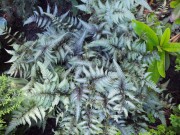 Папоротник кочедыжник