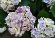 Candy Heart Saxon