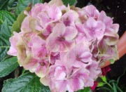 Candy Heart Saxon