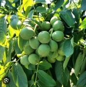 Орех 