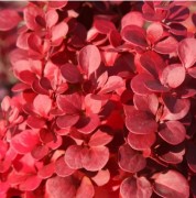 Барбарис Тунберга