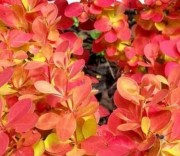 Барбарис Тунберга