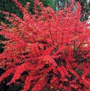 Барбарис Тунберга