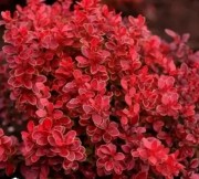 Барбарис Тунберга