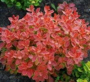 Барбарис Тунберга