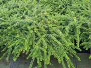 Жимолость блестящая