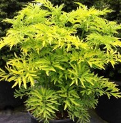 Бузина черная