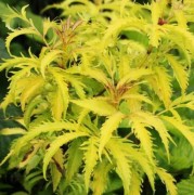 Бузина красная