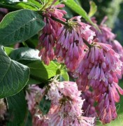 Сирень пониклая