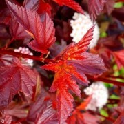 Пузыреплодник калинолистный