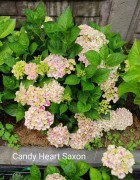 Candy Heart Saxon