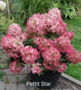 Pettit Star