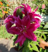 Лилия восточная