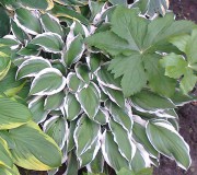 Ginko Graid