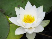 Marliacea Albida