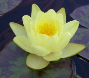 Marliacea Chromatella